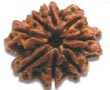 8 Mukhi Rudraksh, Wholesellers in Ranchi